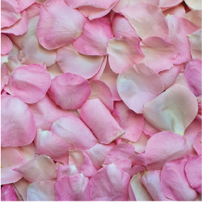 Rose Petals