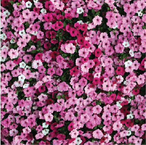 Pink Flowers