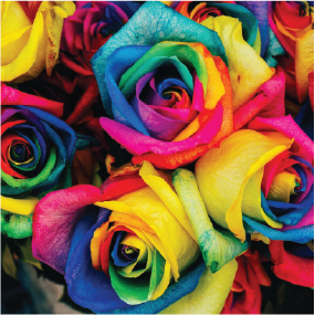 Rainbow Roses